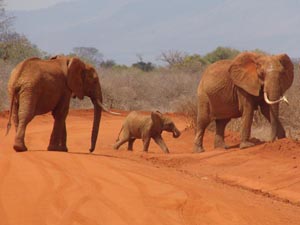 DSC06284a_Tsavo