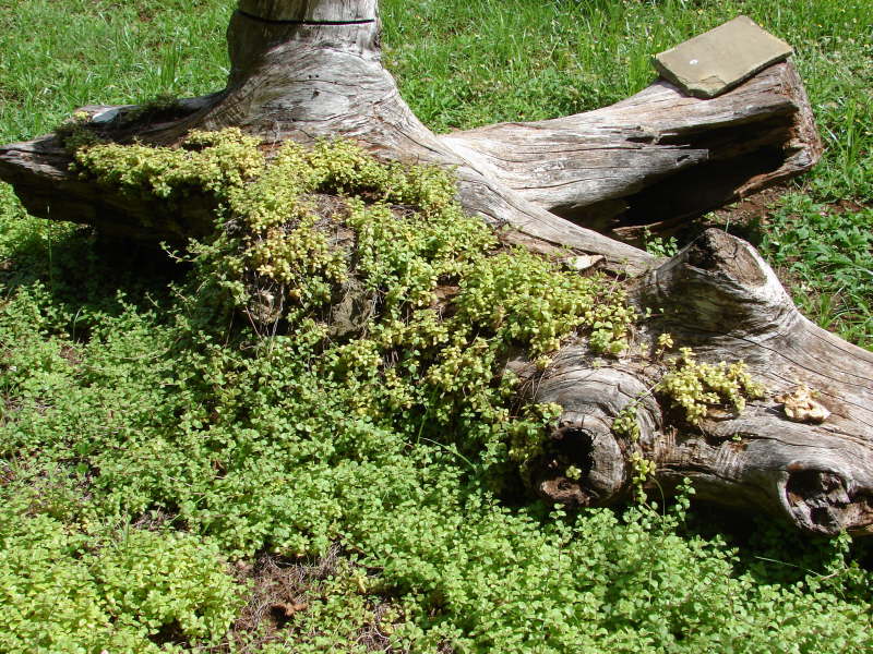 Nach kurzer Zeit holt sich die Natur alles wieder zurck.