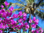 Bougainvillea.